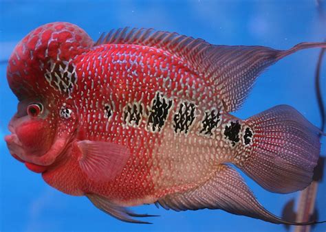 flowerhorn fish price|Avail Flower Horn Cichlids .